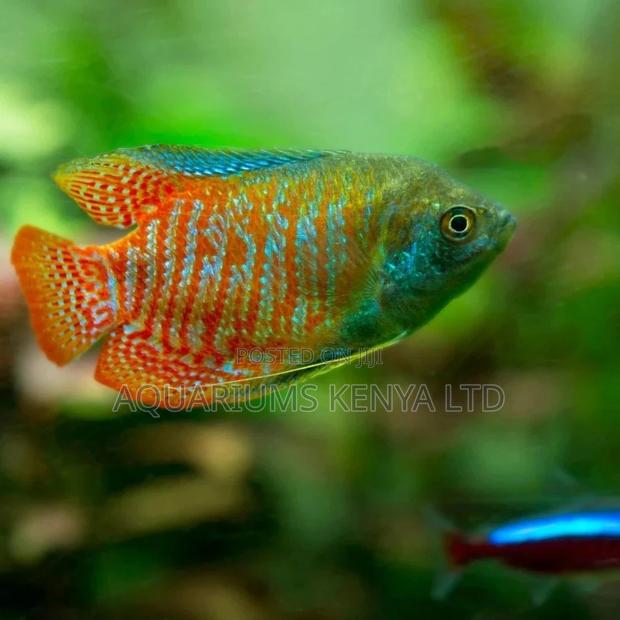 Dwarf Gouramis Male and Females
