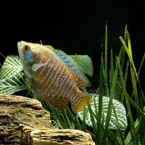 Electrical Lines , Dwarf Gouramis
