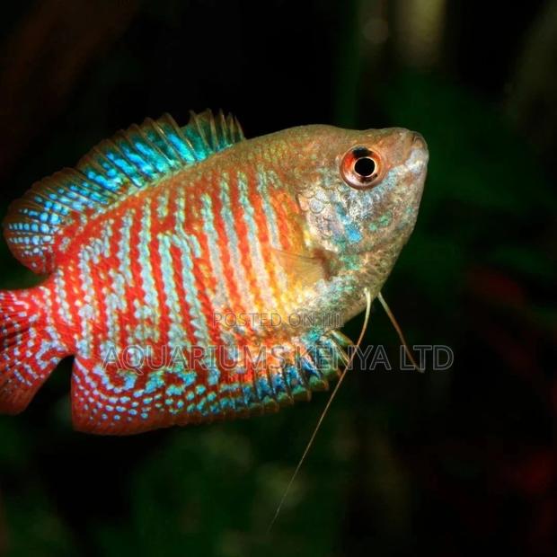 Aquarium Fish , Dwarf Gouramis ,Most Beautiful - main view