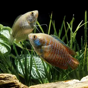 Breeding Pair of Dwarf Gouramis, Aquarium