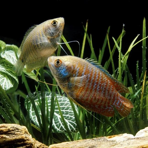 Breeding Pair of Dwarf Gouramis, Aquarium - main view