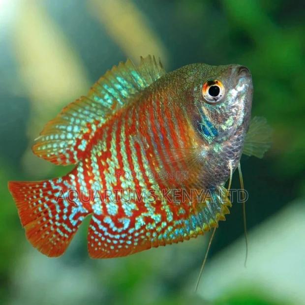 Most Beautiful Aquarium Fish, Dwarf Gouramis - main view