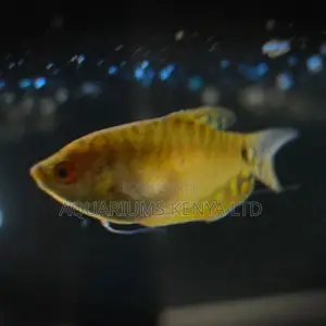 Honey , Brown Gourami , Aquarium