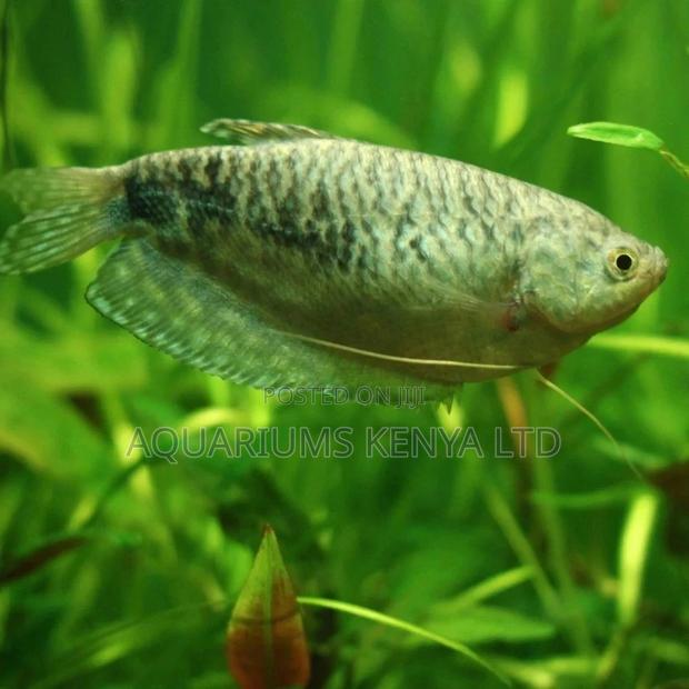 Female Gouramis, Blue Aquarium Fish - main view