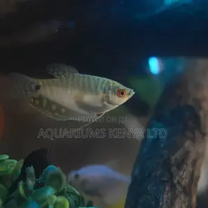 Blue Electric Gouramis, Aquarium