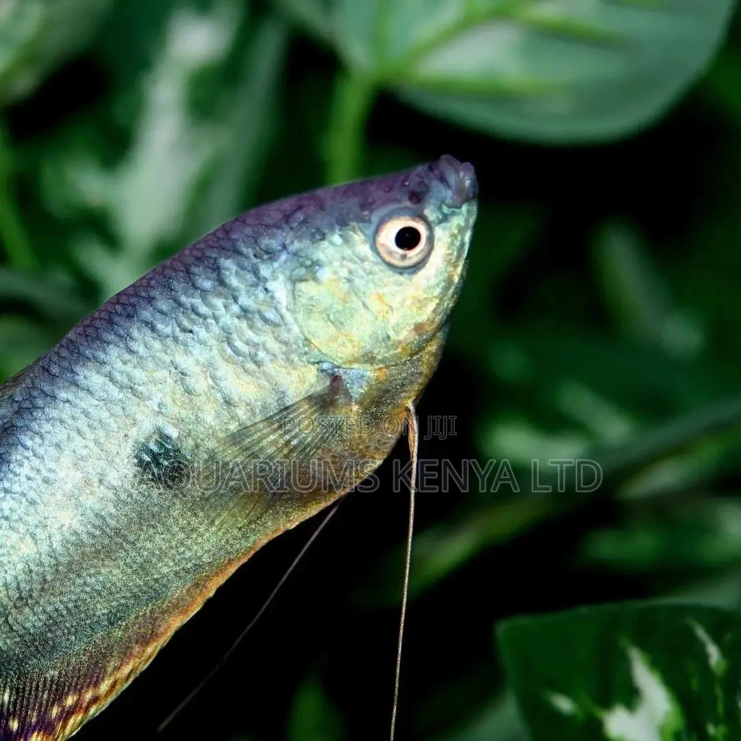 Lymbrythm Fish , Gouramis Best Fish Bowl