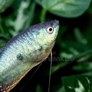 Lymbrythm Fish , Gouramis Best Fish Bowl