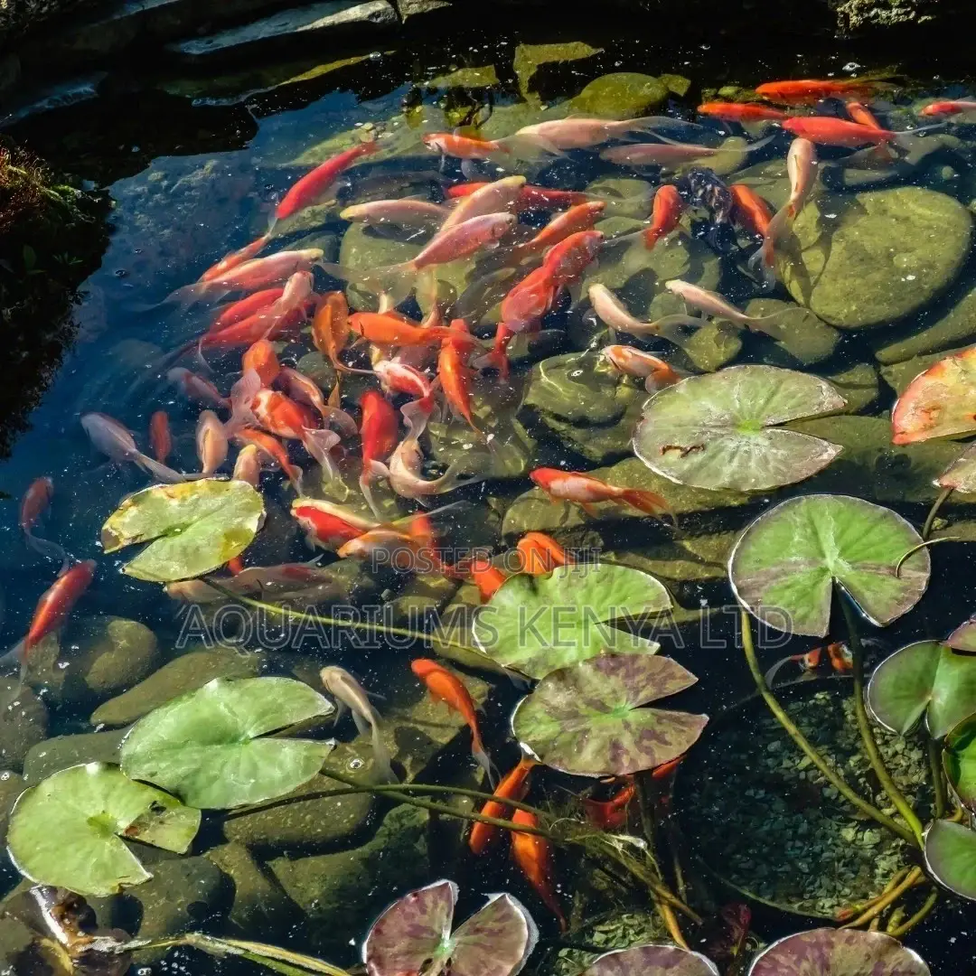 Goldfish Pond , Koi Fish Pond , Ornamental Fish Pond Const