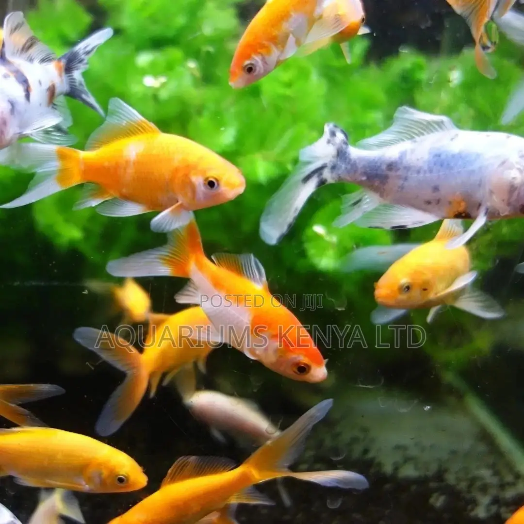 Goldfish Multi Sizes and Colours, Aquarium