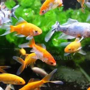 Goldfish Multi Sizes and Colours, Aquarium