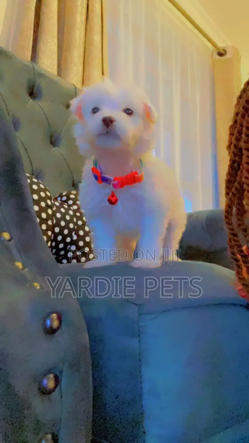 1-3 Months Female Purebred Maltese