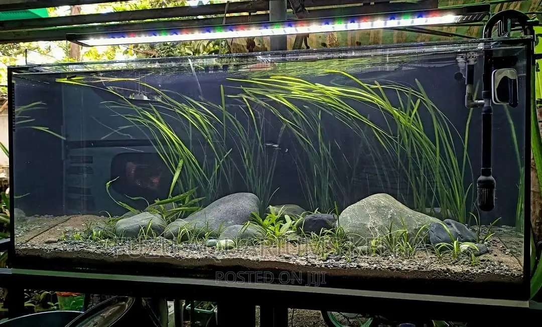 Giant Vallisneria (Natural)