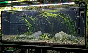 Giant Vallisneria (Natural)