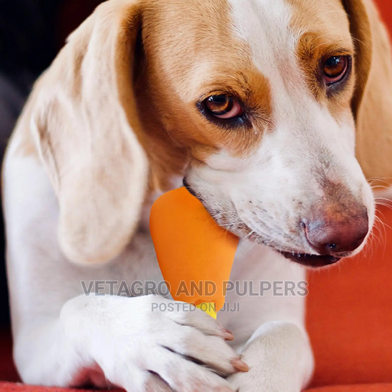 SQUEAKY Dog Toy Chicken Bone Shaped Toys Strong Silicone