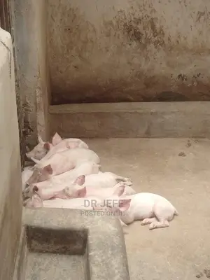 Veterinary Services And Dog Care