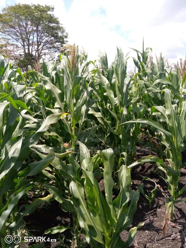 14 Acres for Sale in Kianjogu, Kirinyaga County