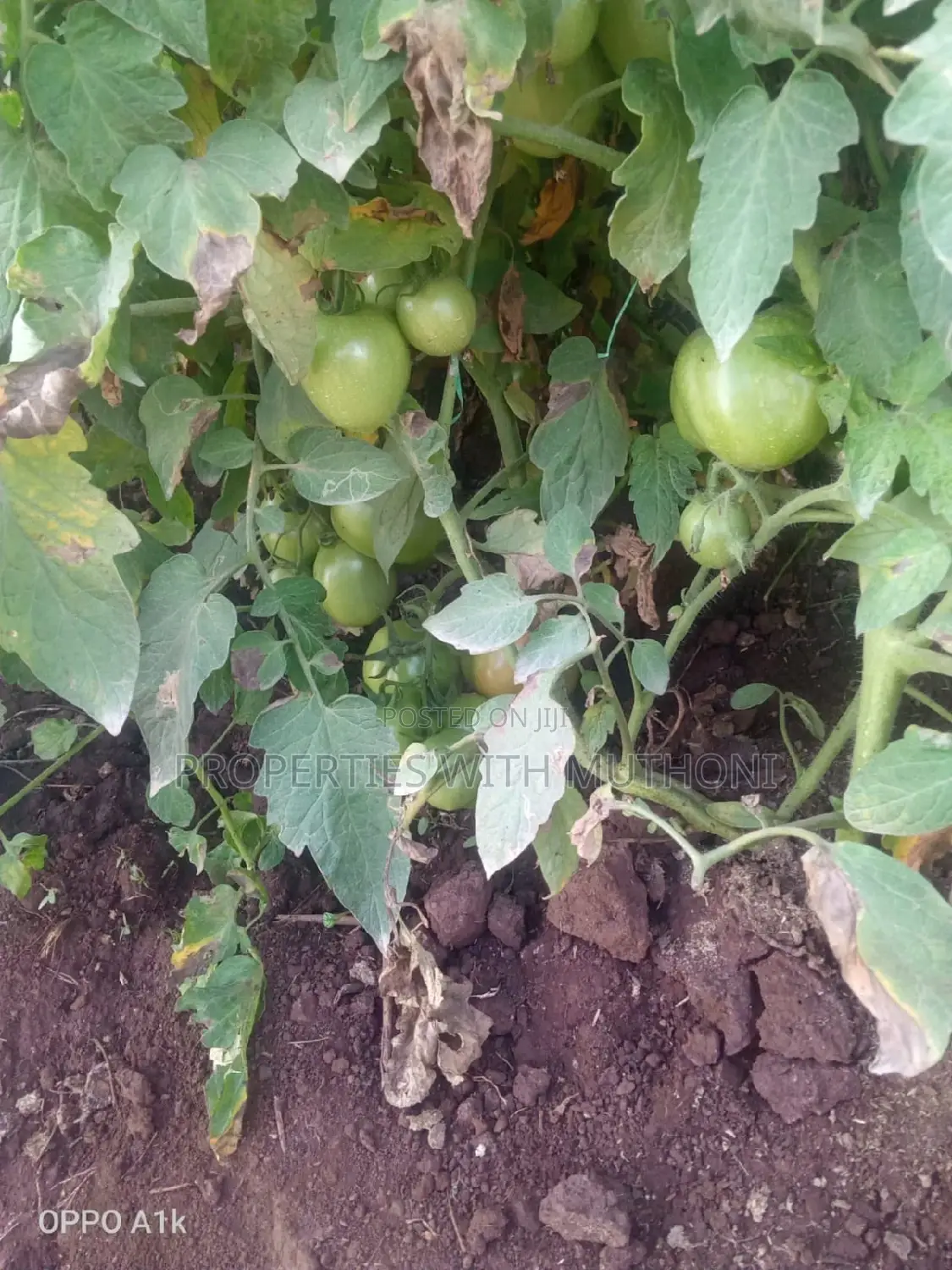 1acre for Sale in Kandongu, Mwea, Kirinyaga County.