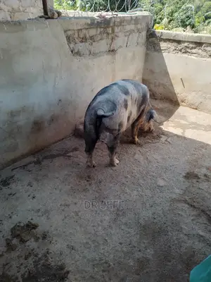 Veterinary Services And Dog Care