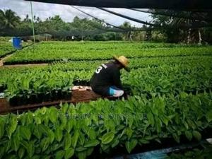 Call Us for Banana Seedlings - main view