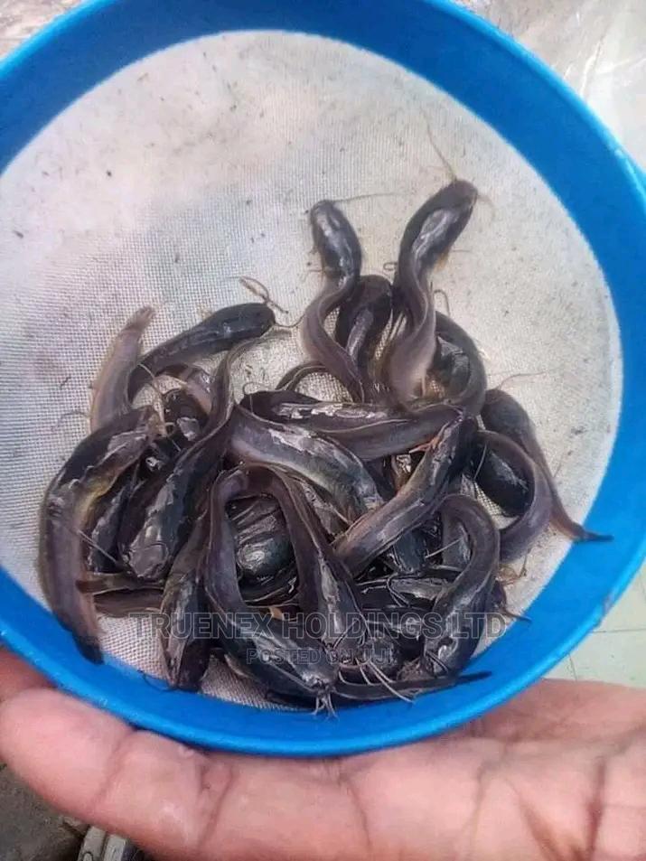 Fish Fingerlings on Sale in Nanyuki Livestock & Poultry, Stanley