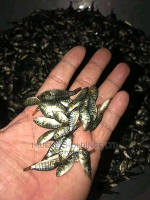 Tilapia Fingerlings on Sale
