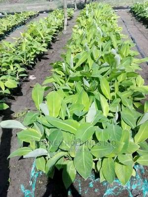 County Banana Seedlings Sell - main view