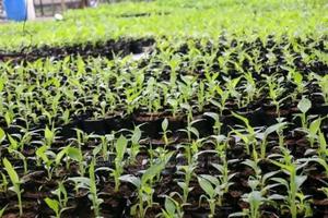 Quality Banana Seedlings - main view