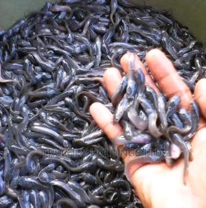 Call Us for Fish Fingerlings Sale - main view