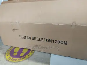 Human Skeleton With Stand Full Size 170cm