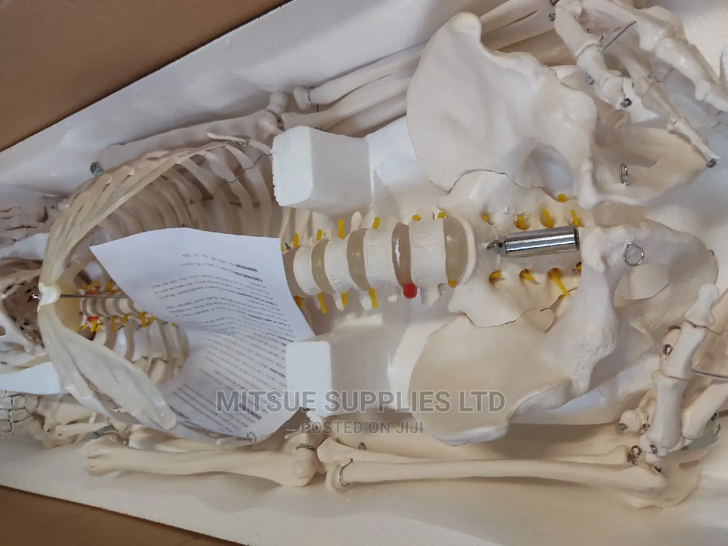 Human Skeleton With Stand Full Size 170cm