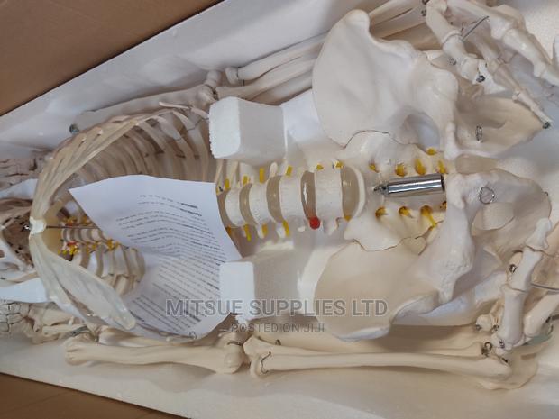 Human Skeleton With Stand Full Size 170cm - thumbnail 5