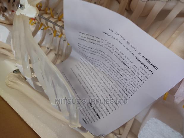 Human Skeleton With Stand Full Size 170cm - thumbnail 6