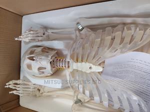 Human Skeleton With Stand Full Size 170cm - thumbnail 2