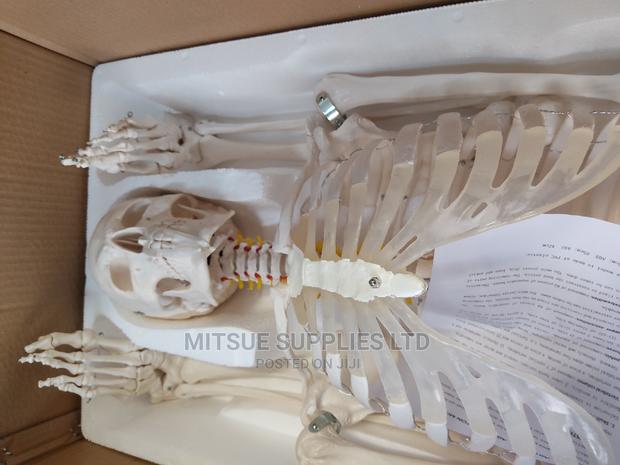 Human Skeleton With Stand Full Size 170cm - main view