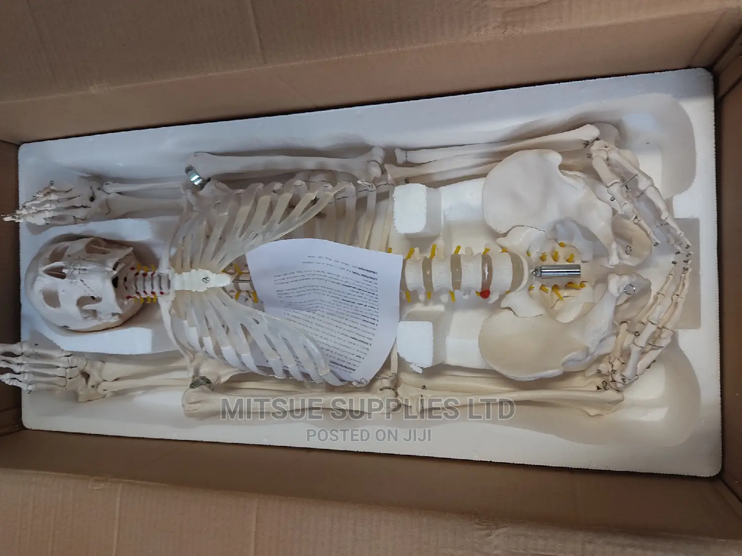 Human Skeleton With Stand Full Size 170cm