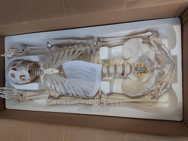 Human Skeleton With Stand Full Size 170cm - thumbnail 7