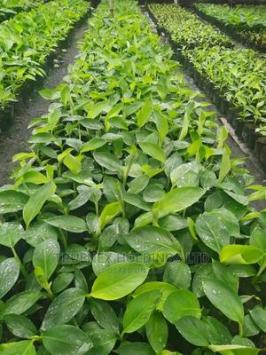 TC Banana Seedlings - main view