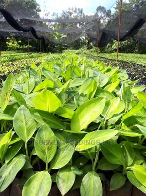 Truenex Banana Seedlings - main view