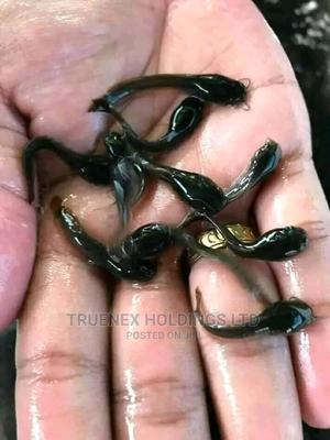 Truenex Fish Fingerlings Sale