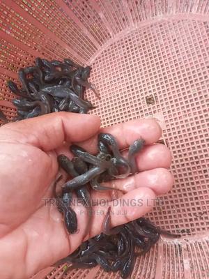 Catfish Fingerlings Kenya - main view