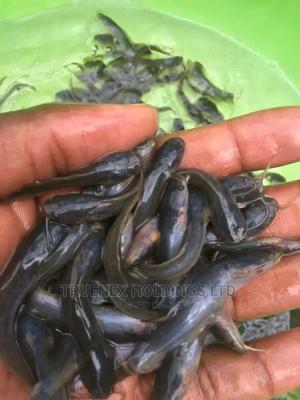Call Us for Fish Fingerlings Sale - main view