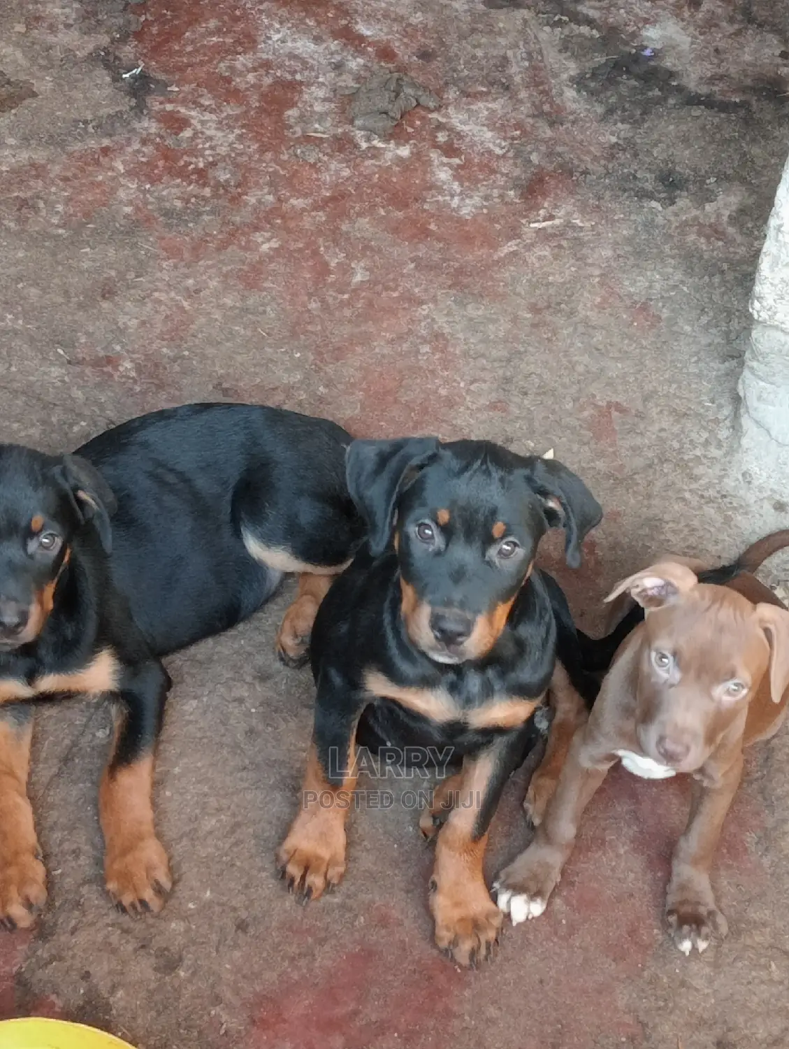 1-3 Months Female Purebred Rottweiler
