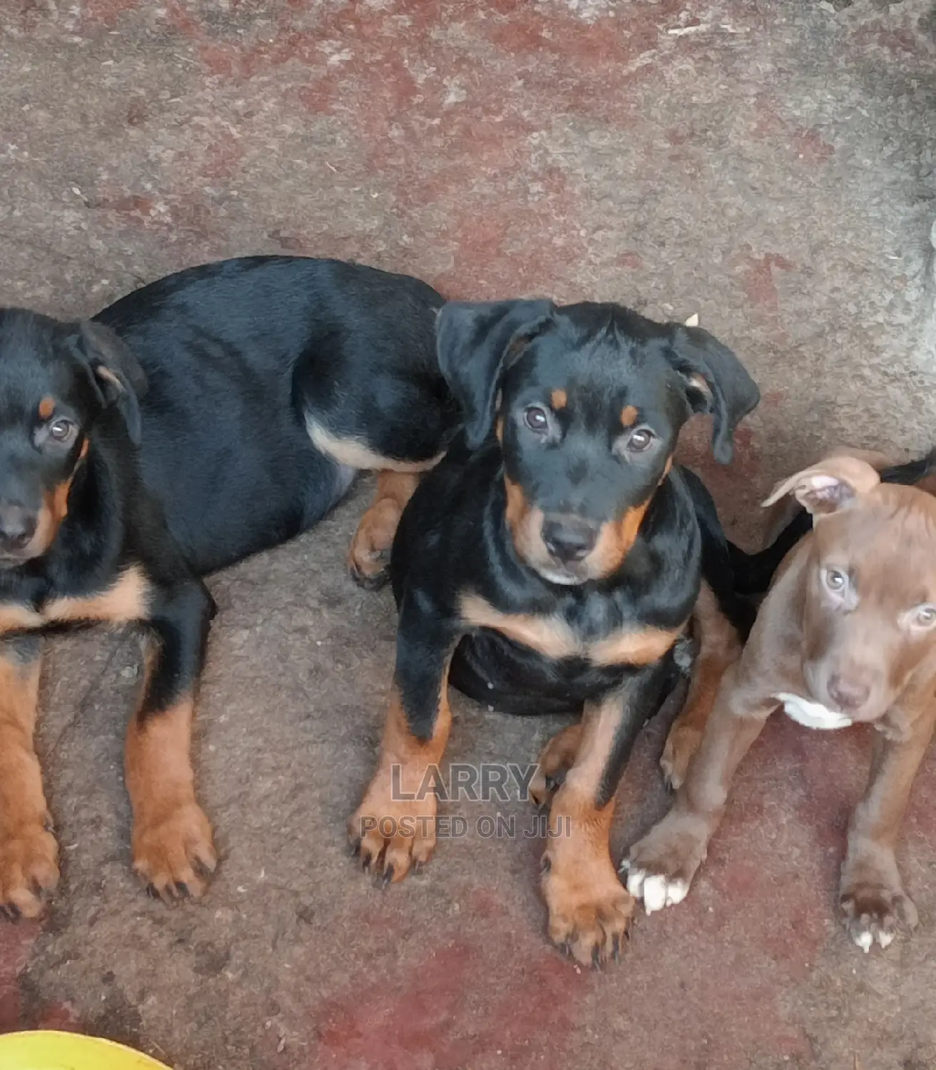 1-3 Months Female Purebred Rottweiler