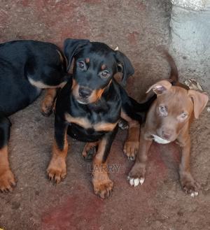 1-3 Months Male Purebred Rottweiler - thumbnail 2
