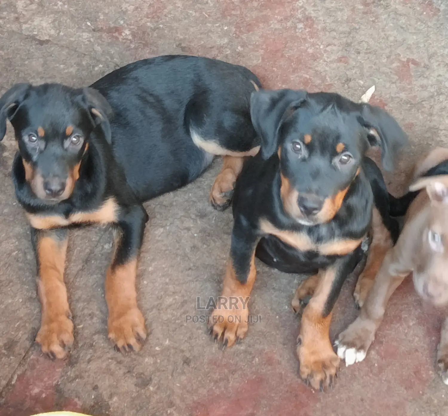 1-3 Months Female Purebred Rottweiler