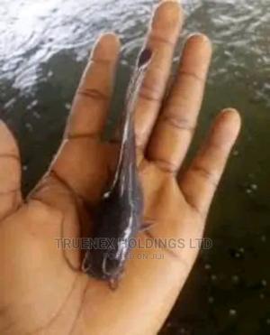 Fish Fingerlings on Quick Sale - main view