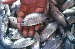 Truenex Tilapia Fingerlings Sell - main view