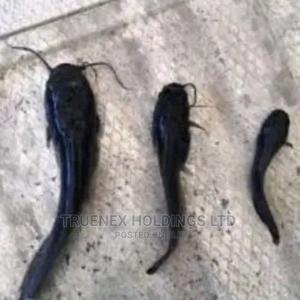 Fish Fingerlings Countrywide - main view