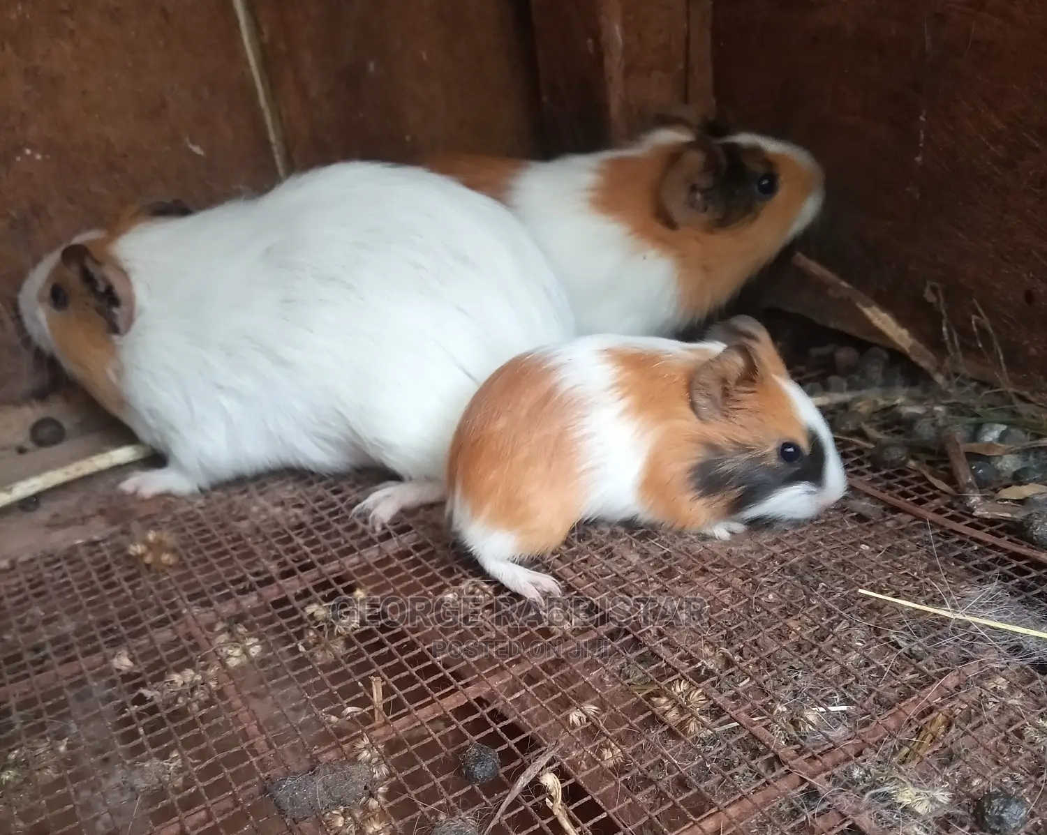 Guinea Pigs