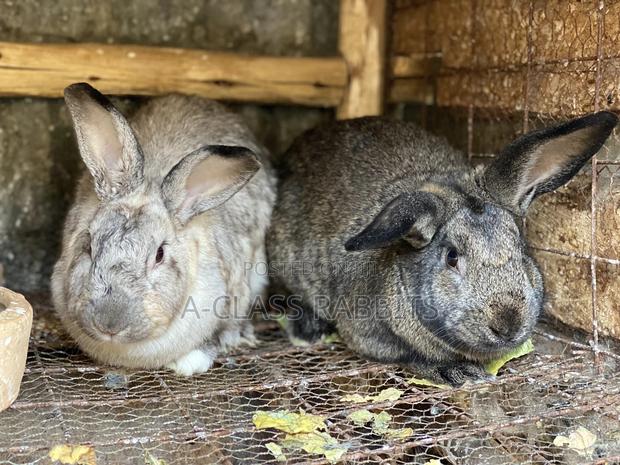 Rabbit Breeders - thumbnail 3